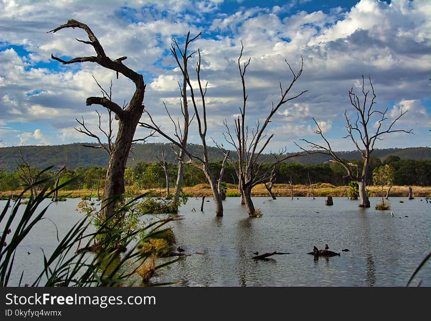 Water, Wetland, Sky, Tree