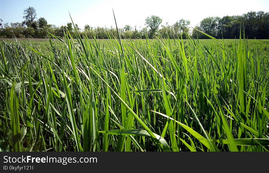 Grass, Crop, Field, Ecosystem