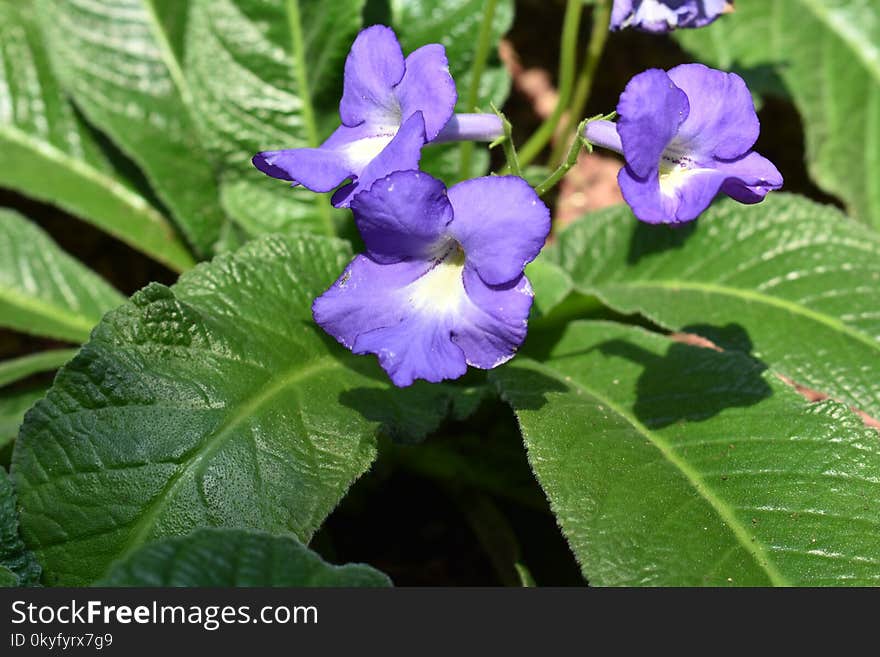 Plant, Flower, Flora, Violet Family