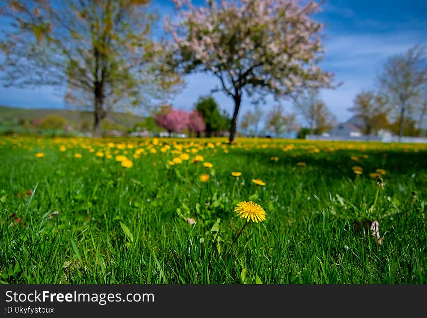 Field, Meadow, Grassland, Ecosystem