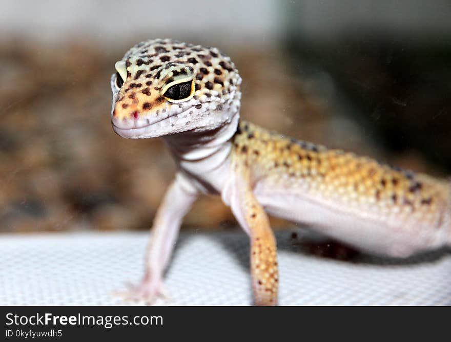 Reptile, Lizard, Scaled Reptile, Gecko