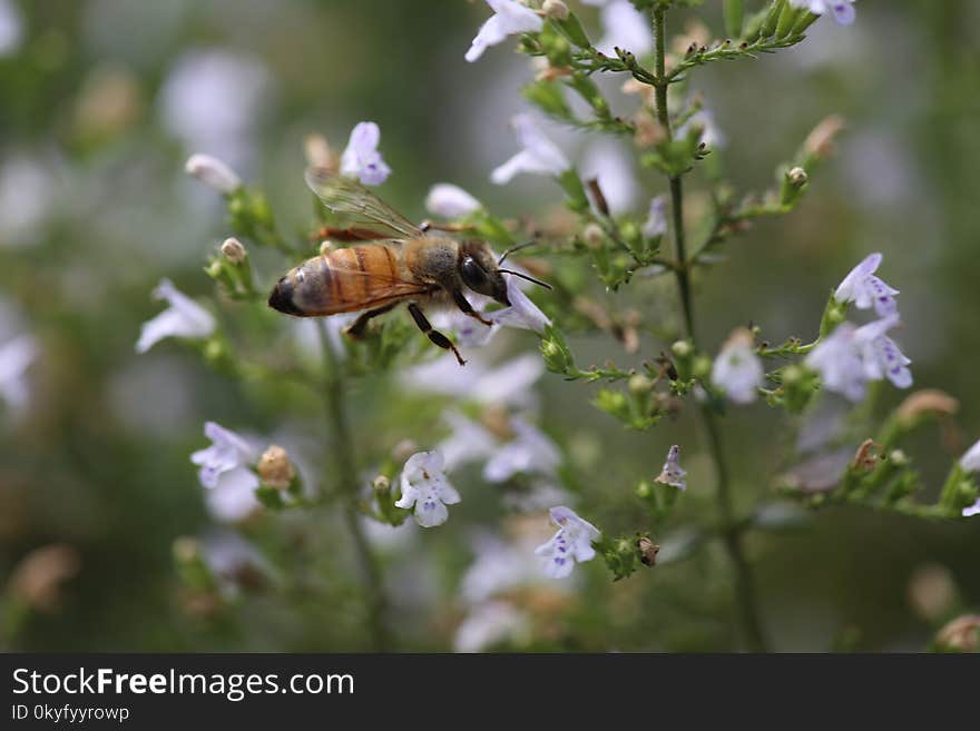 Insect, Bee, Honey Bee, Membrane Winged Insect