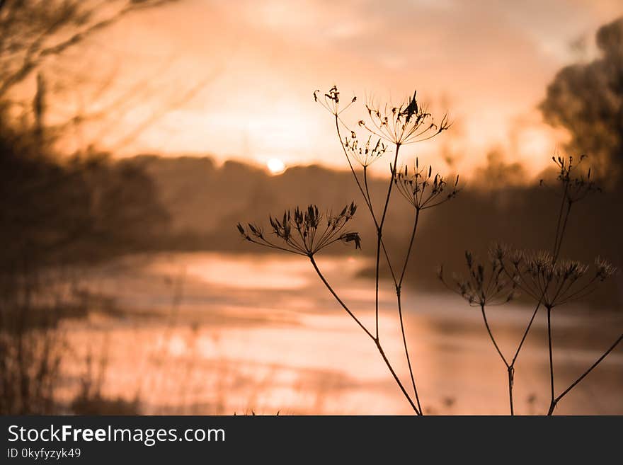 Sky, Branch, Sunrise, Morning