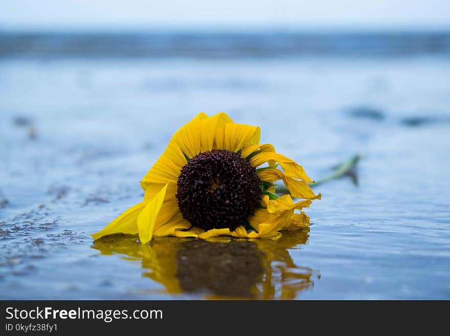 Flower, Yellow, Water, Sky