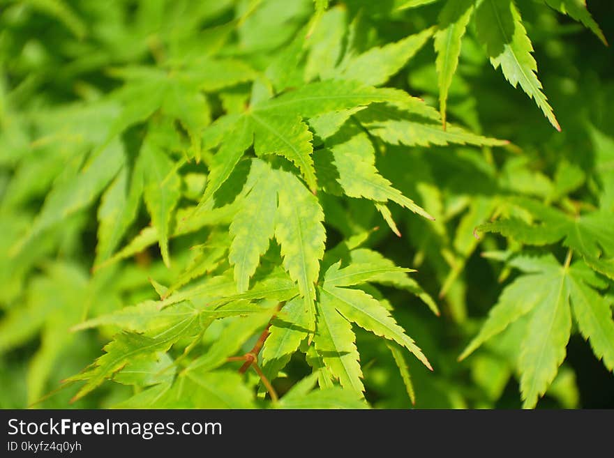 Leaf, Plant, Tree, Hemp