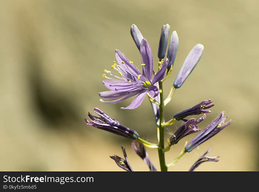 Flora, Flower, Plant, Chicory