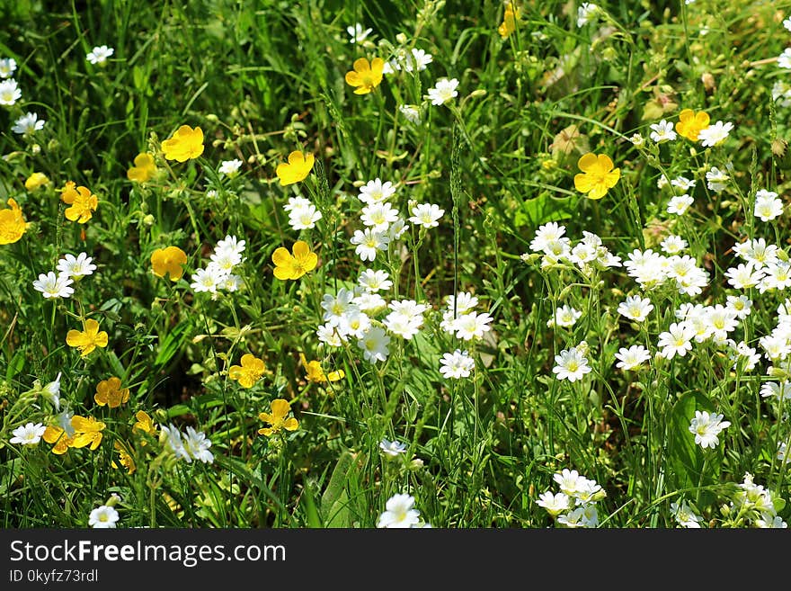 Flower, Flora, Chamaemelum Nobile, Plant