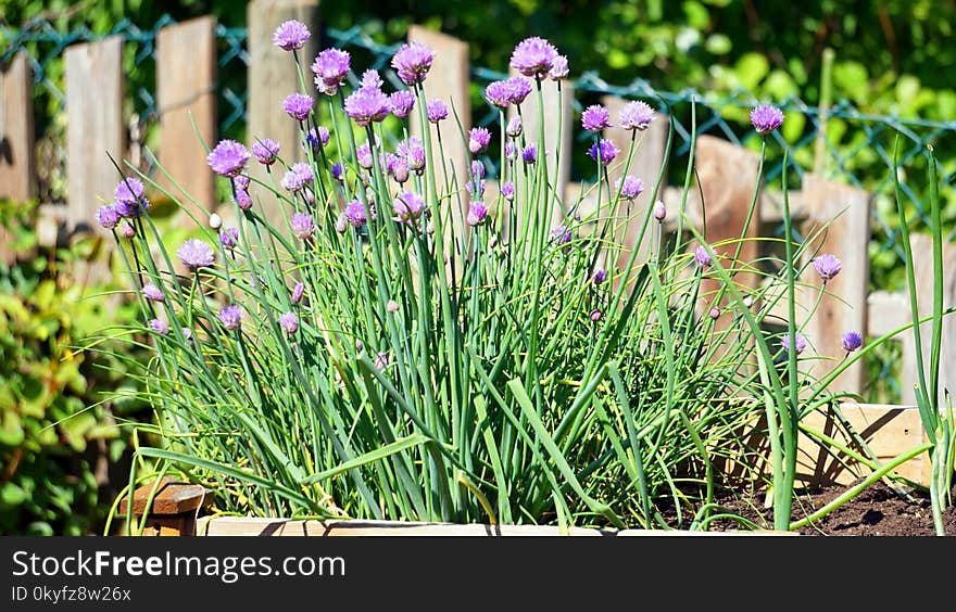 Plant, Flower, Flowering Plant, Purple