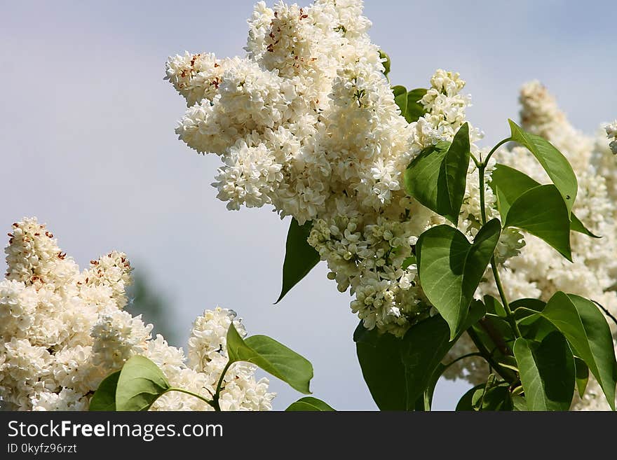 Plant, Nannyberry, Flora, Spring