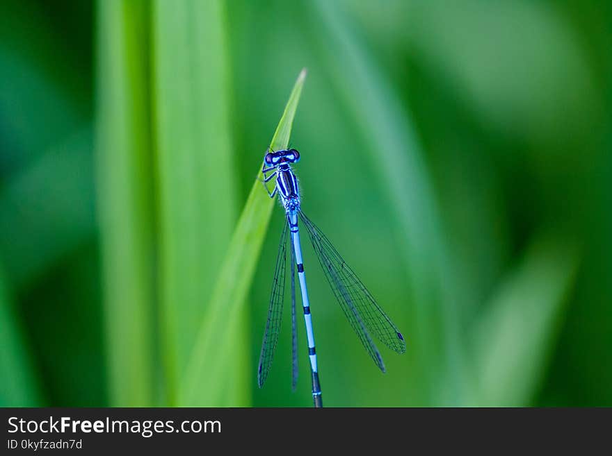 Dragonfly, Damselfly, Dragonflies And Damseflies, Insect