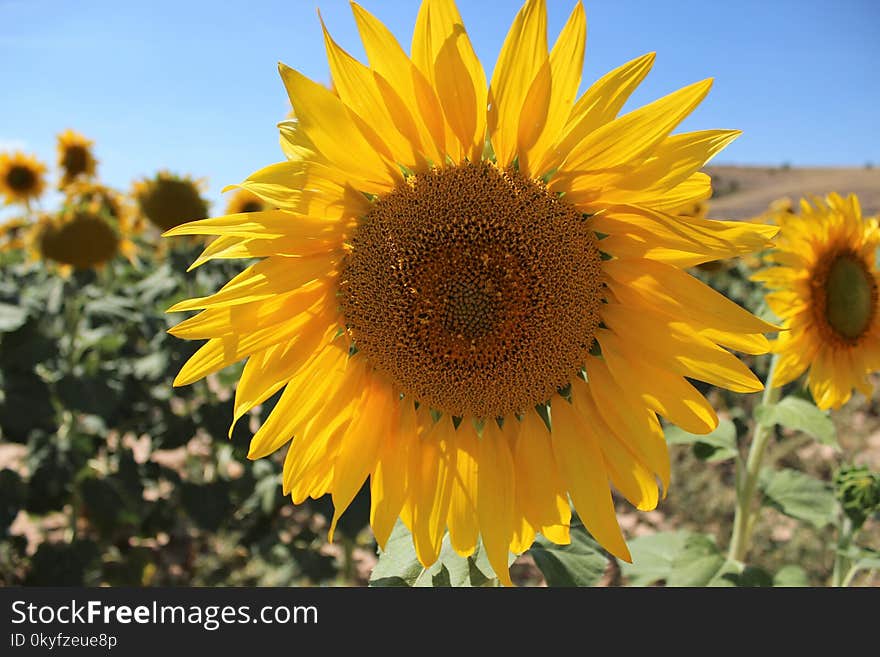 Flower, Sunflower, Yellow, Sunflower Seed