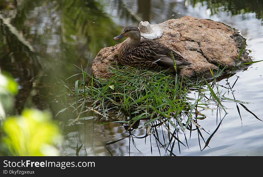 Bird, Duck, Ecosystem, Fauna