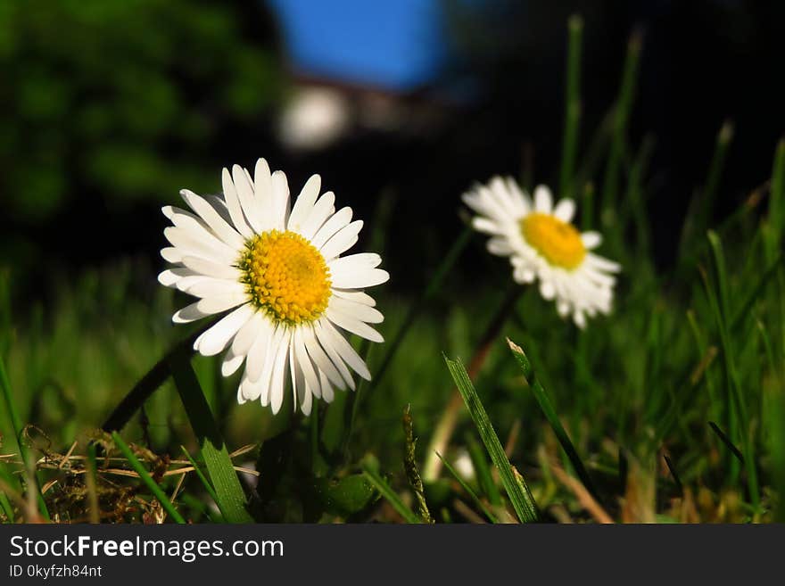 Flower, Oxeye Daisy, Chamaemelum Nobile, Daisy