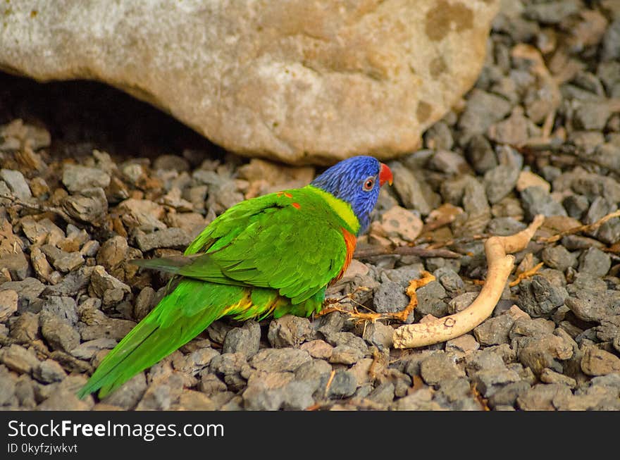 Bird, Fauna, Beak, Parakeet