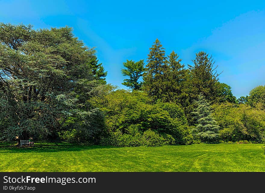 Vegetation, Nature, Ecosystem, Sky