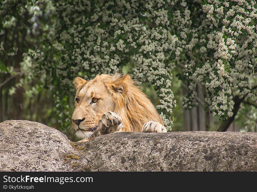 Wildlife, Lion, Fauna, Zoo