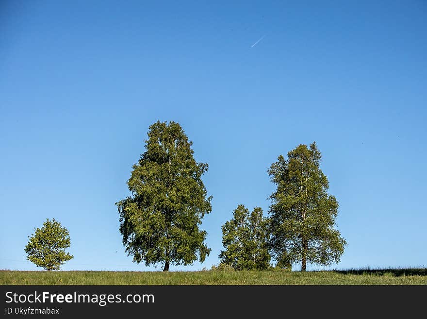 Sky, Tree, Ecosystem, Woody Plant