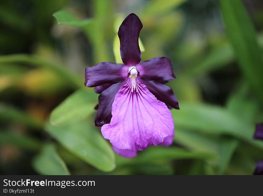 Flower, Flora, Plant, Purple