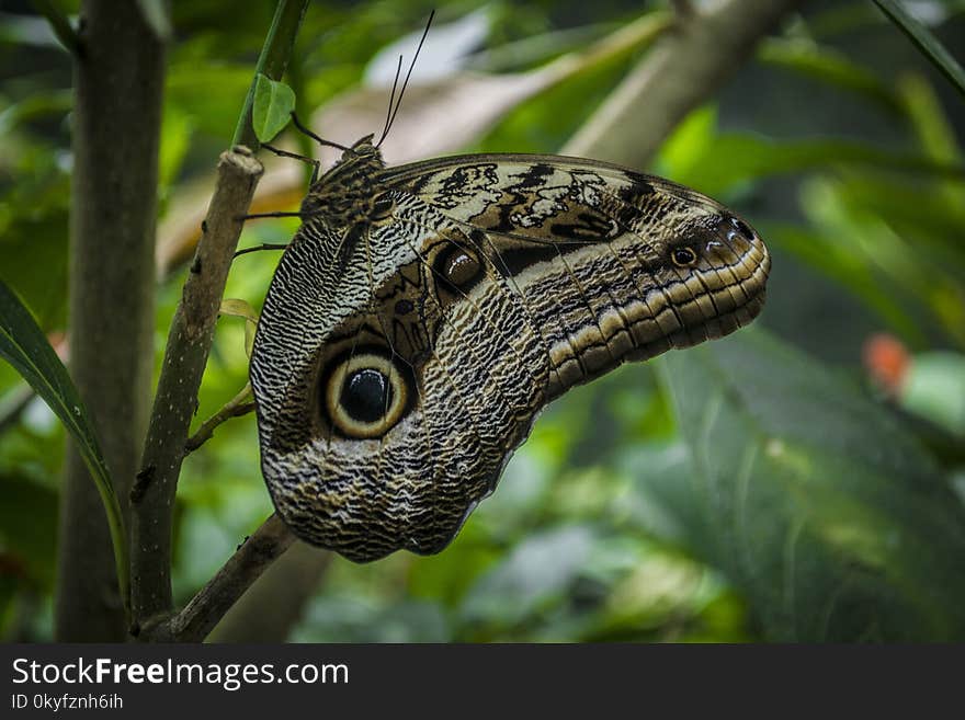 Moths And Butterflies, Butterfly, Fauna, Insect