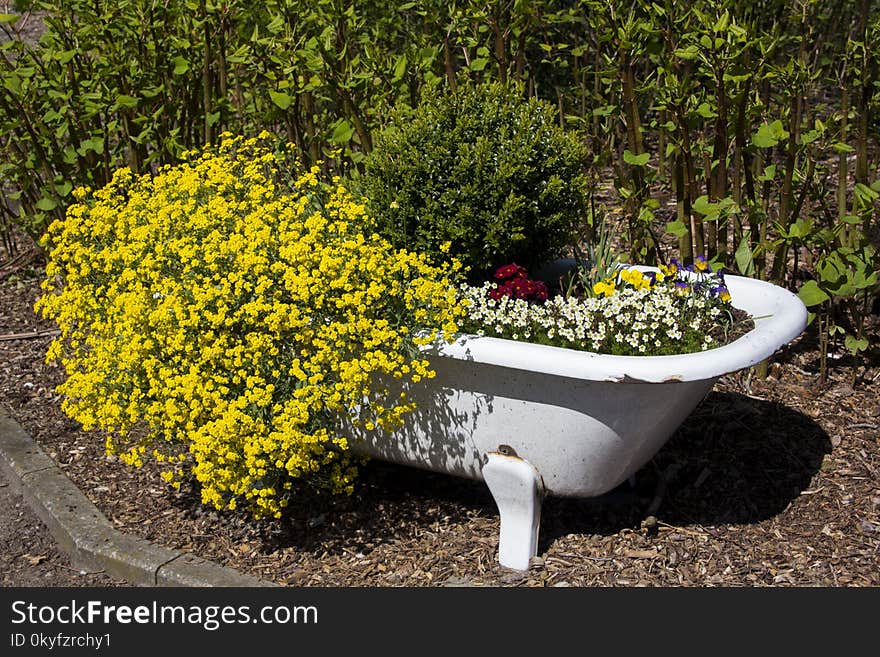 Plant, Yellow, Flower, Flowerpot