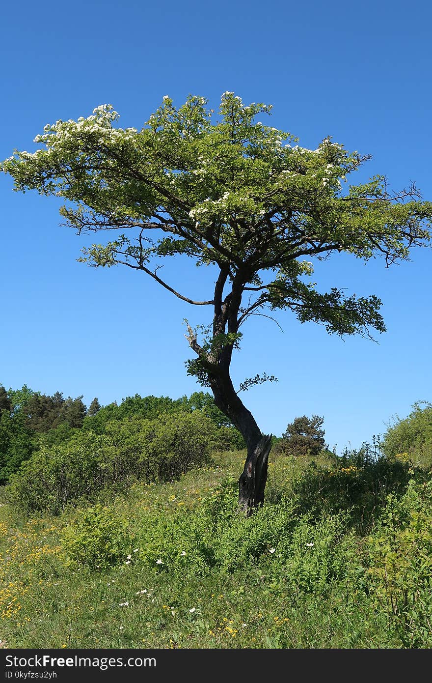 Tree, Vegetation, Woody Plant, Sky