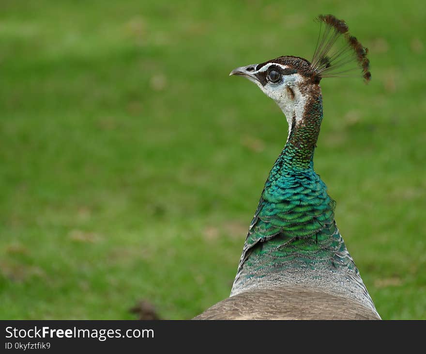 Peafowl, Bird, Beak, Ecosystem