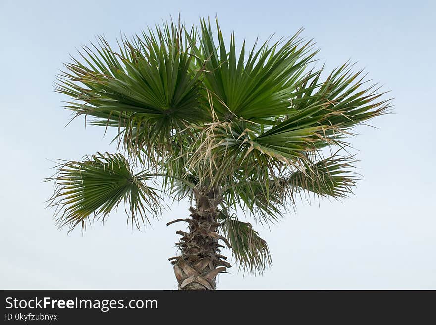 Borassus Flabellifer, Tree, Plant, Arecales