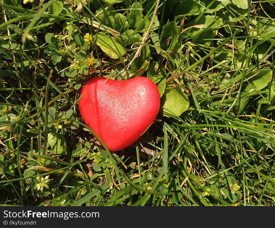 Plant, Leaf, Grass, Fruit