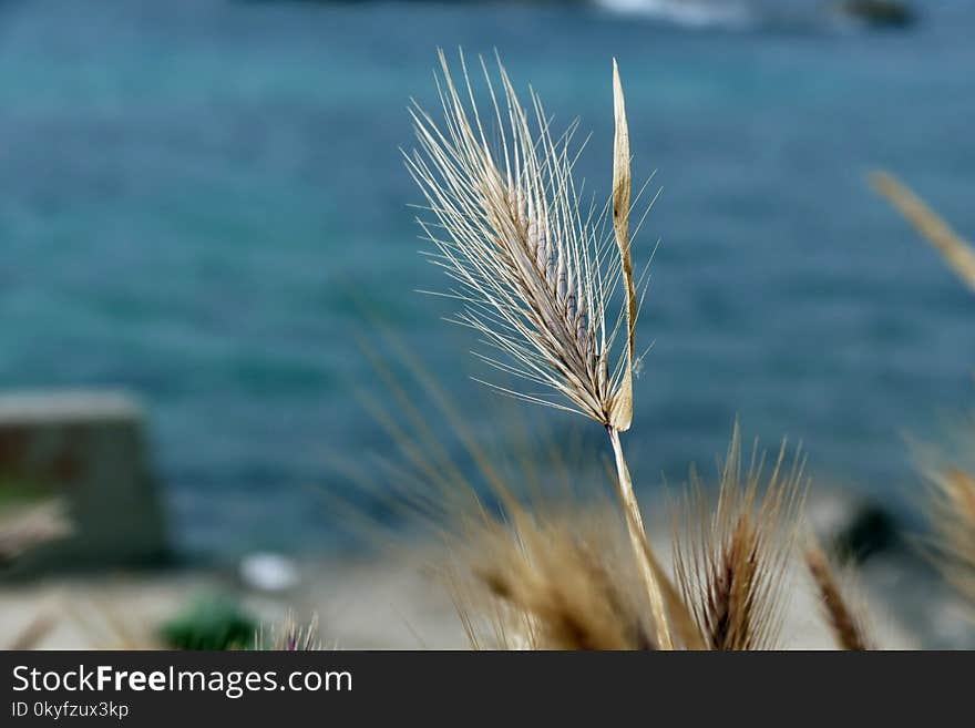 Grass Family, Grass, Sky, Commodity