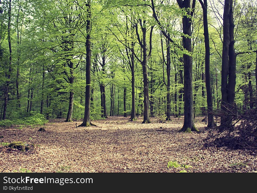 Woodland, Ecosystem, Forest, Temperate Broadleaf And Mixed Forest