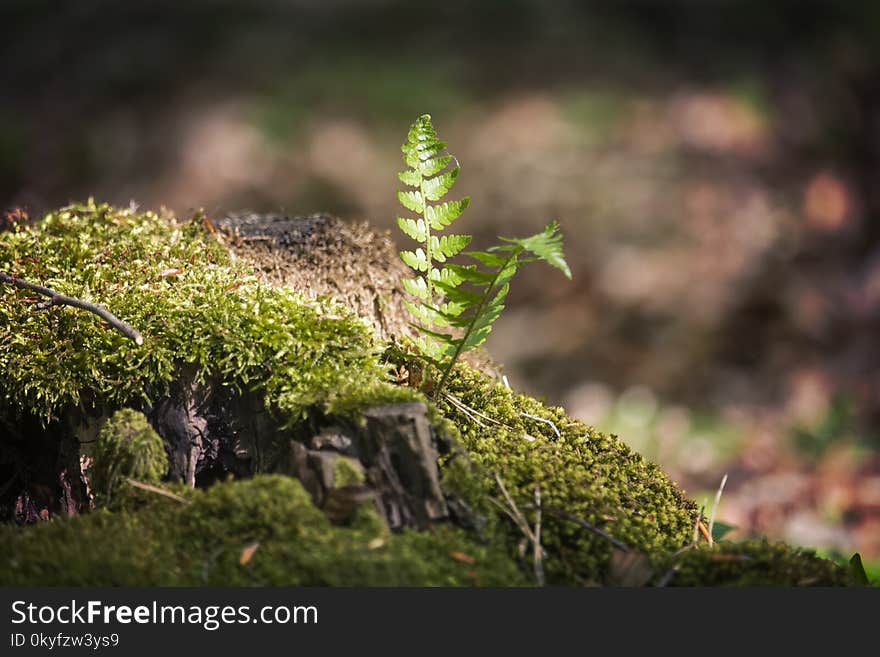 Vegetation, Leaf, Branch, Plant