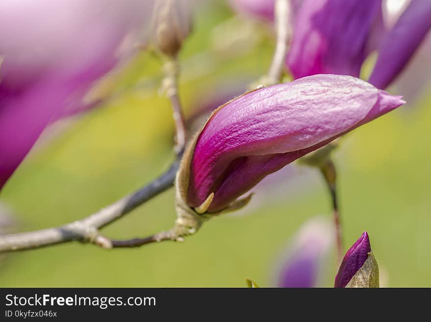 Flower, Flora, Purple, Plant