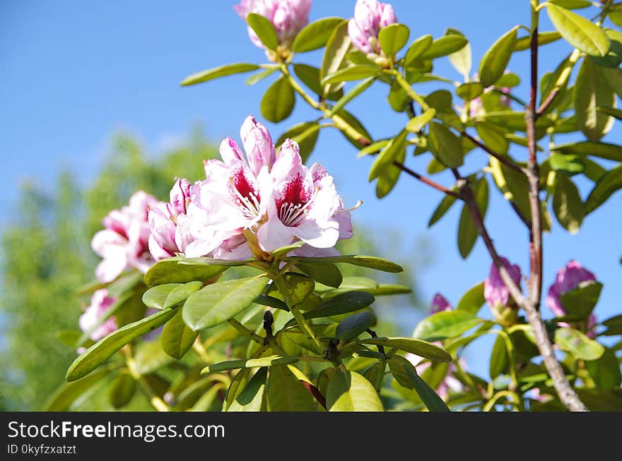 Plant, Flower, Flowering Plant, Flora