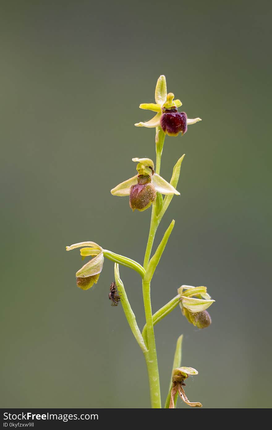 Flora, Flower, Flowering Plant, Plant