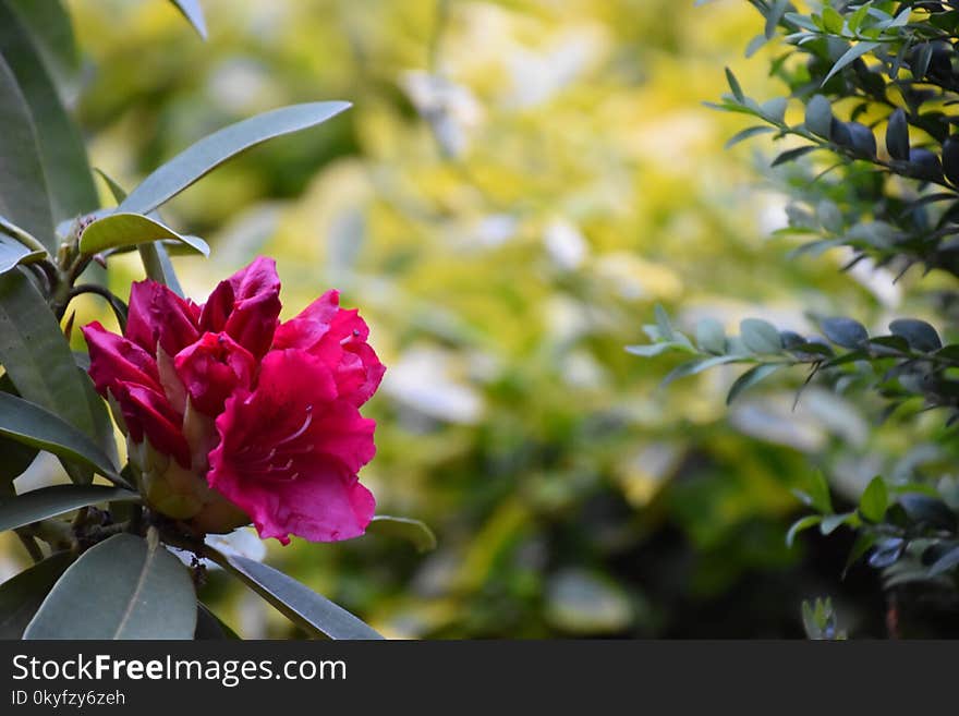 Plant, Flower, Vegetation, Flora