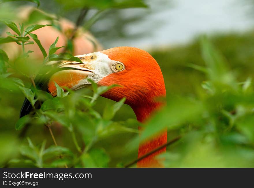 Bird, Beak, Close Up, Fauna