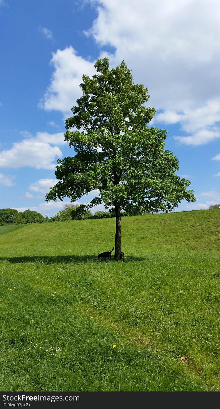 Tree, Sky, Grassland, Woody Plant