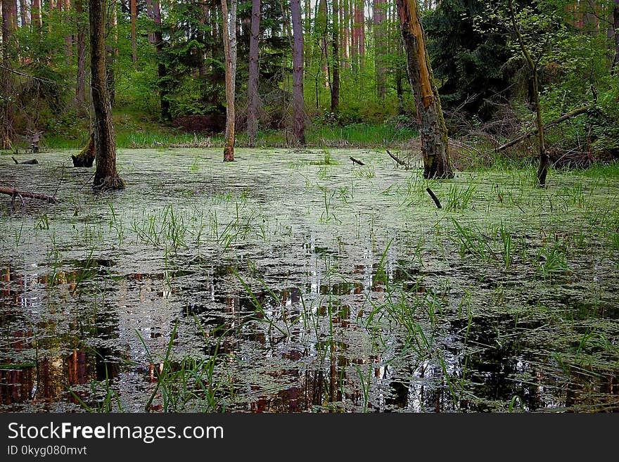 Water, Swamp, Ecosystem, Wetland