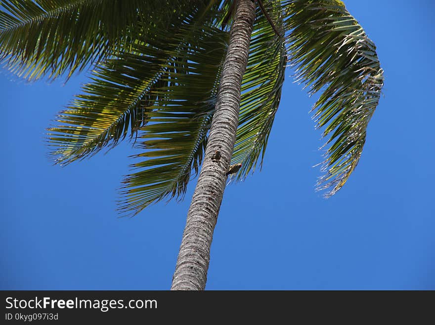 Sky, Tree, Palm Tree, Arecales