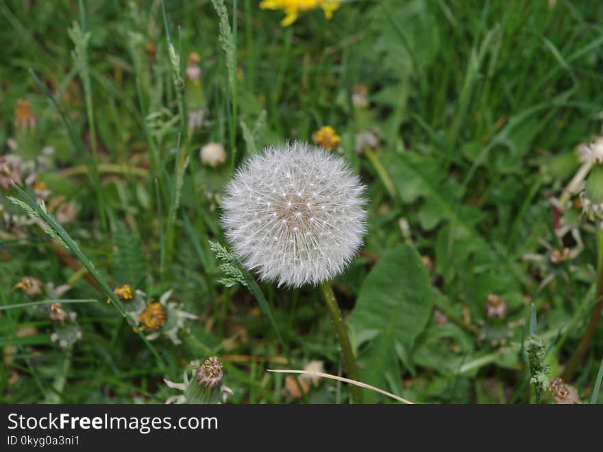 Flower, Flora, Plant, Dandelion