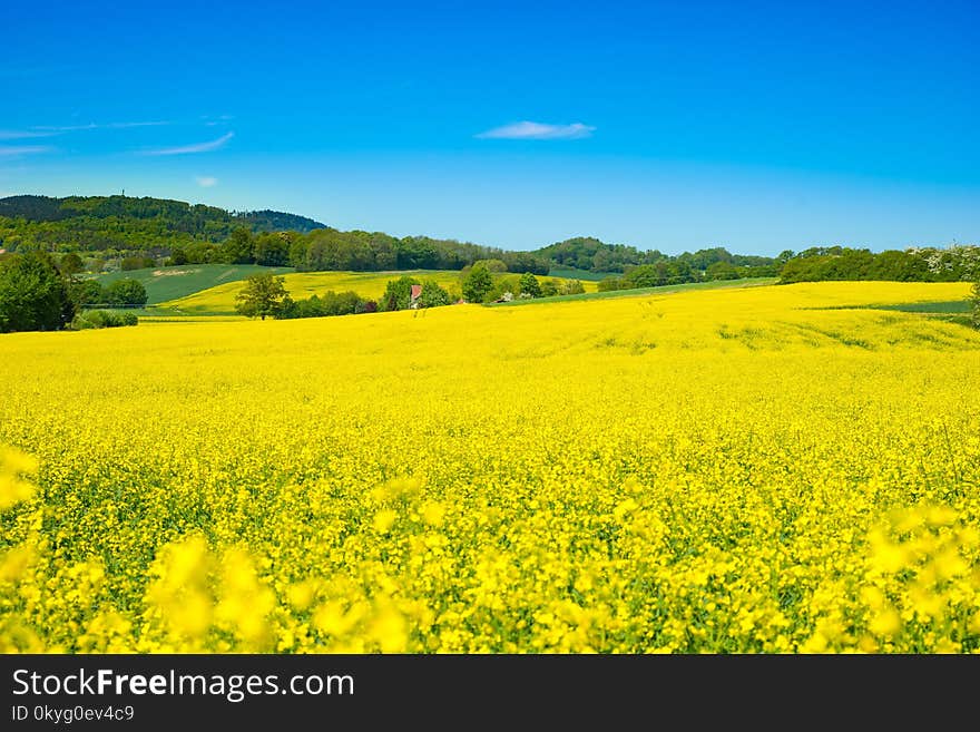 Rapeseed, Yellow, Field, Canola