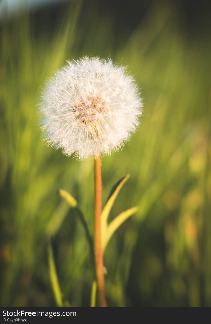 Flower, Dandelion, Flora, Close Up