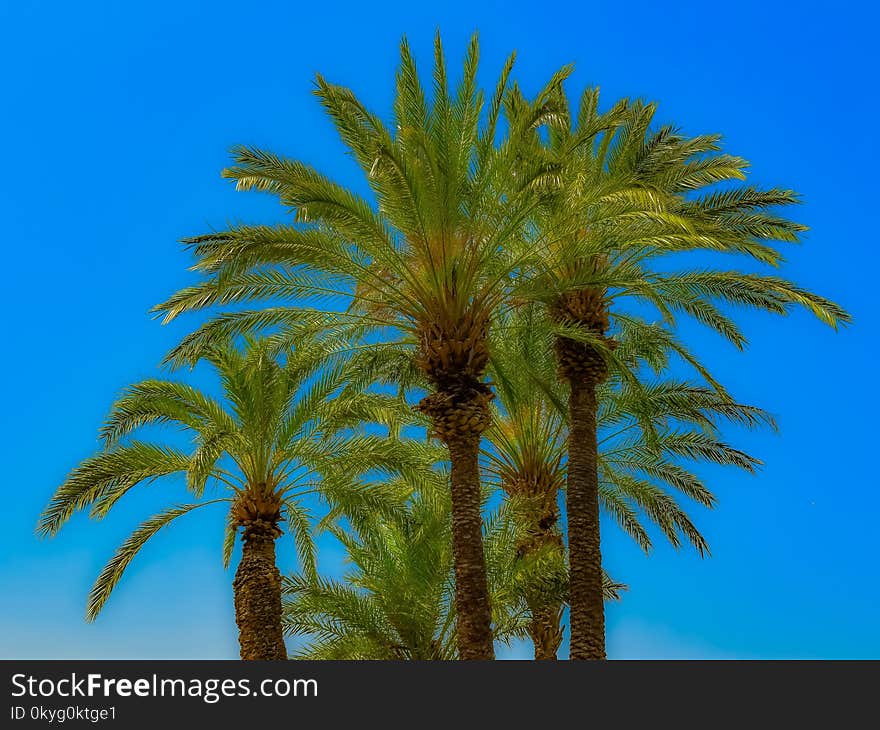 Date Palm, Sky, Vegetation, Tree