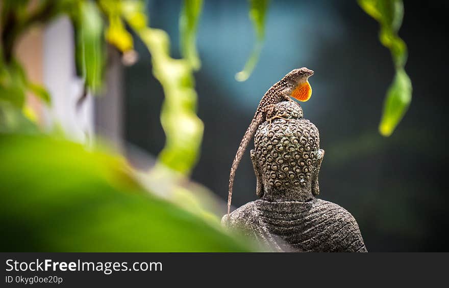 Beak, Fauna, Bird, Close Up