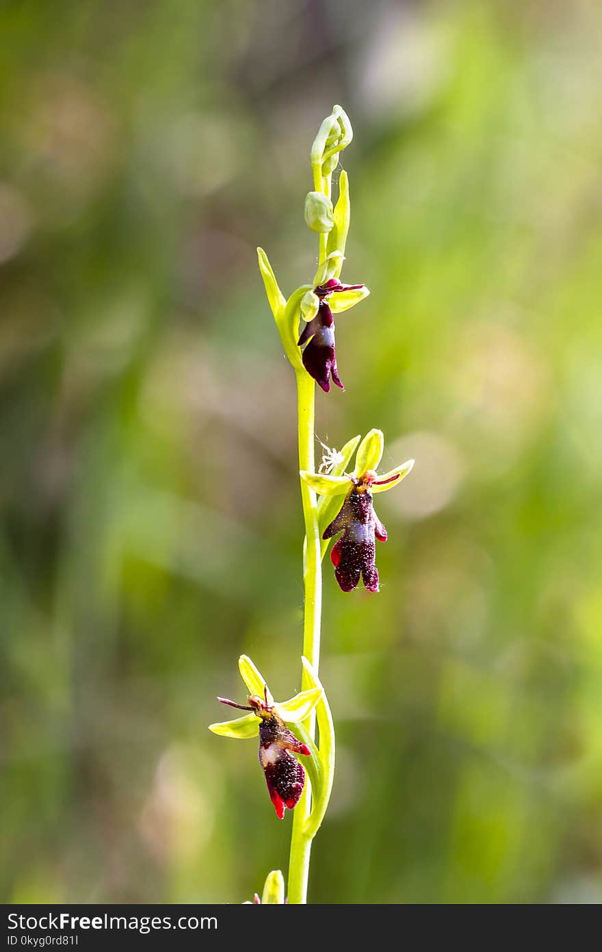 Plant, Flora, Flower, Flowering Plant