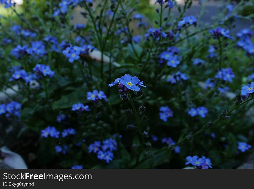 Blue, Flower, Plant, Forget Me Not