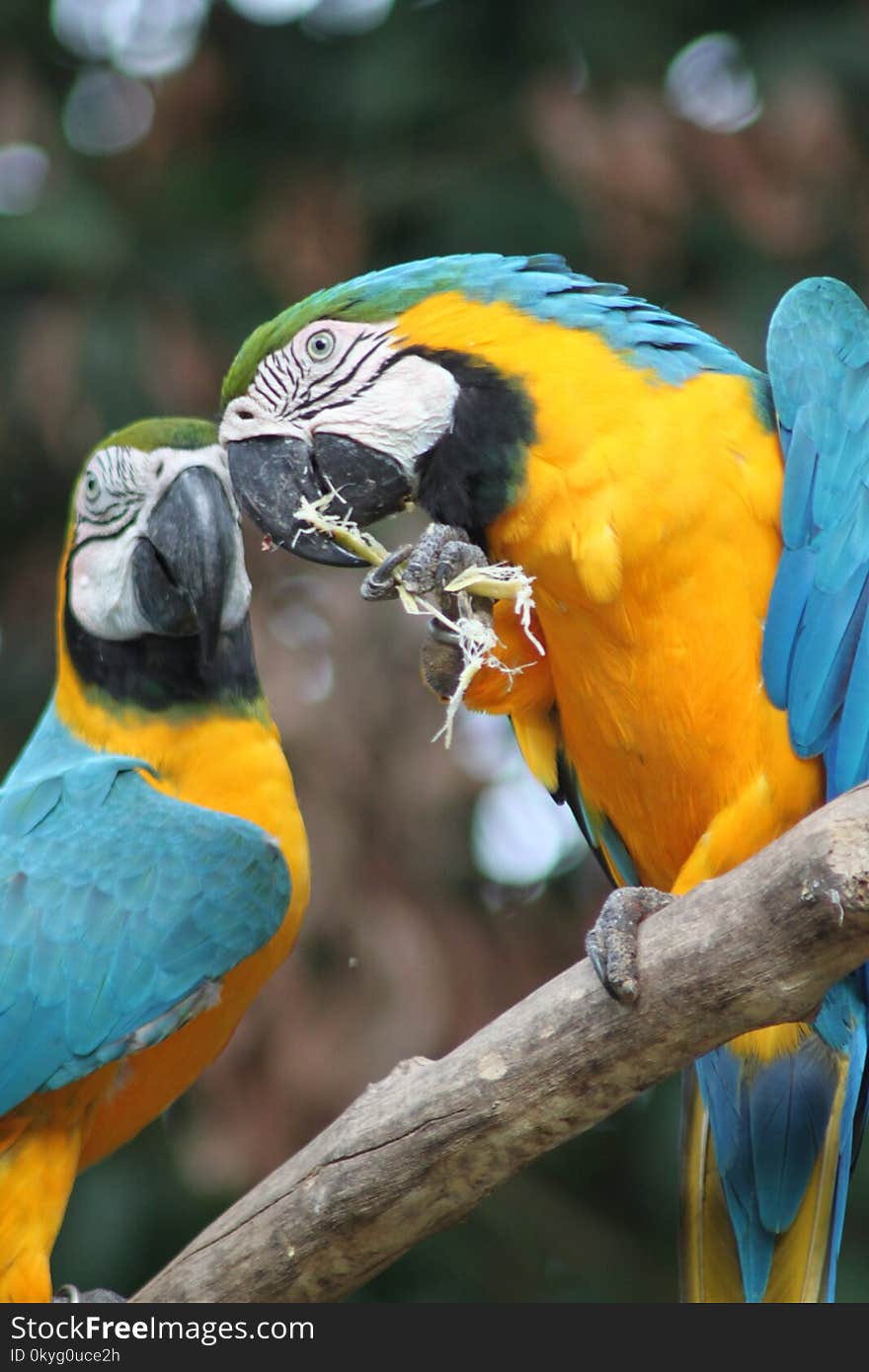 Bird, Macaw, Parrot, Beak