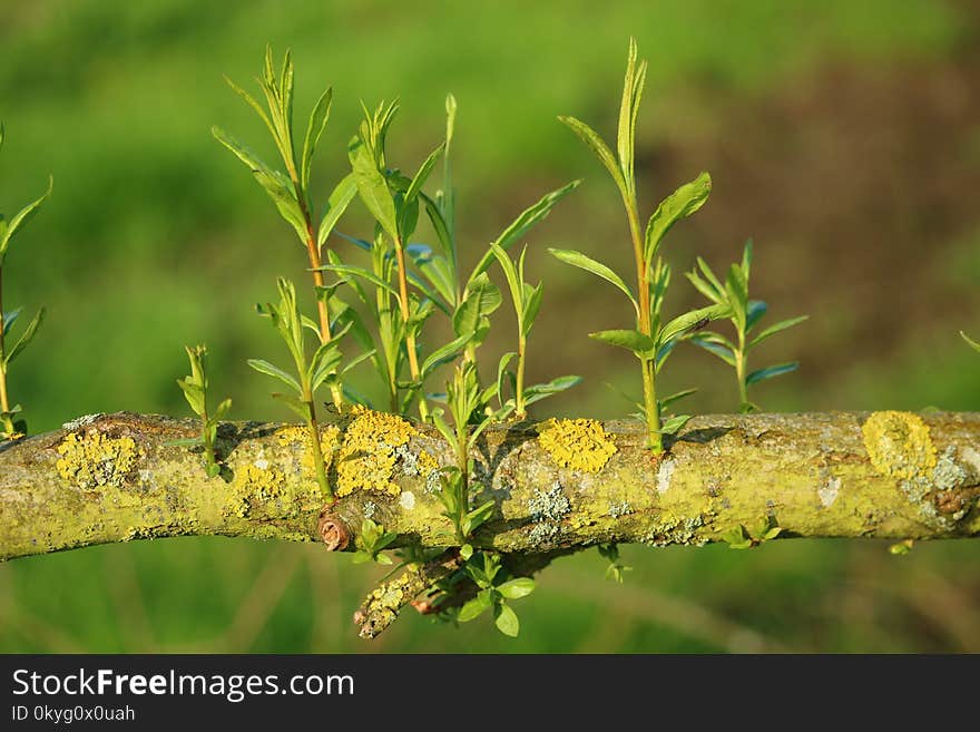 Vegetation, Branch, Flora, Leaf