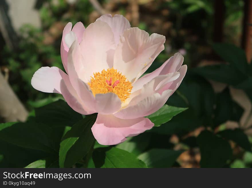 Flower, Plant, Flowering Plant, Flora