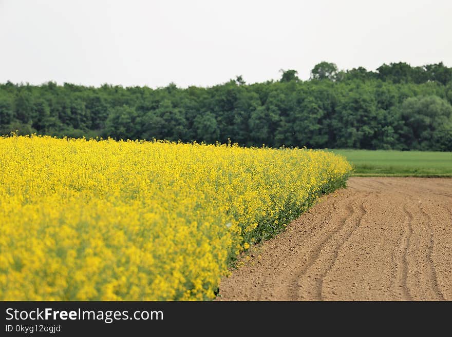 Yellow, Rapeseed, Field, Canola